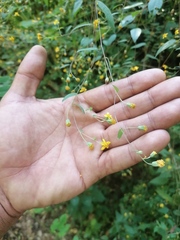 Hymenostephium tenue