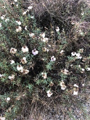 Zinnia acerosa