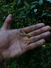 Hymenostephium tenue