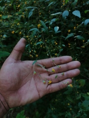 Hymenostephium tenue