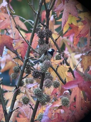 Periparus ater