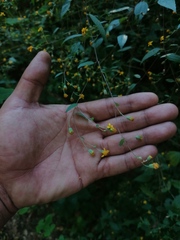 Hymenostephium tenue