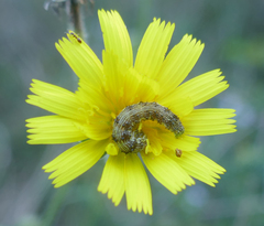 Helicoverpa armigera