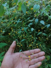 Hymenostephium tenue