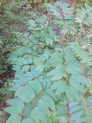 Bauhinia divaricata