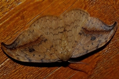 Drepana falcataria