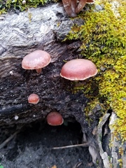 Tubaria romagnesiana