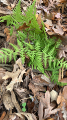 Macrothelypteris torresiana