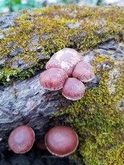 Tubaria romagnesiana