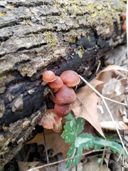 Tubaria romagnesiana