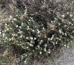 Zinnia acerosa