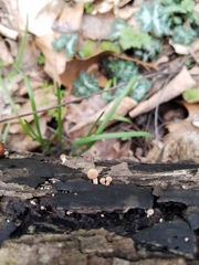 Tubaria romagnesiana