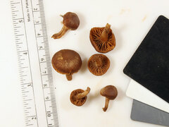 Tubaria romagnesiana