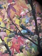 Cyanistes caeruleus