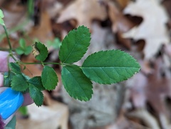Rosa multiflora