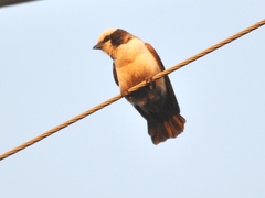 Eurocephalus anguitimens