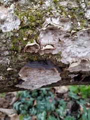 Dentocorticium portoricense