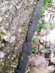 Dentocorticium portoricense