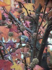 Cyanistes caeruleus