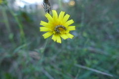 Helicoverpa armigera