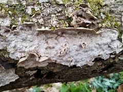 Dentocorticium portoricense