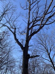 Quercus alba