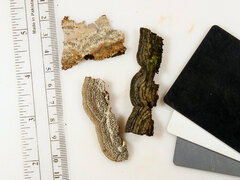 Dentocorticium portoricense