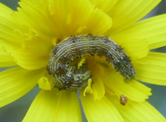 Helicoverpa armigera