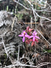 Epidendrum secundum