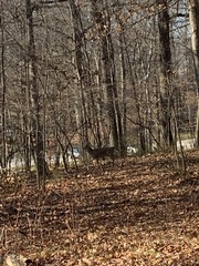 Odocoileus virginianus