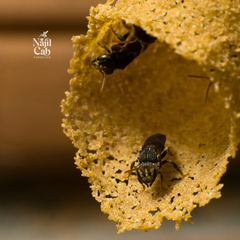 Nannotrigona tristella