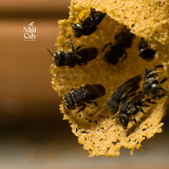 Nannotrigona tristella