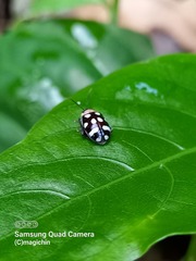 Alagoasa trifasciata