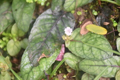 Strobilanthes reptans