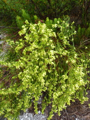 Erica lutea