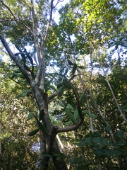 Opuntia karwinskiana