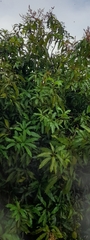 Mangifera indica
