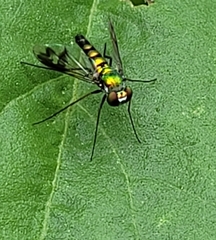 Condylostylus quadricolor