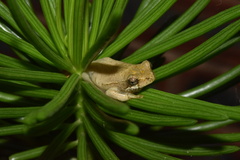 Hyperolius marmoratus marmoratus