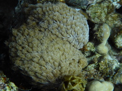 Goniopora