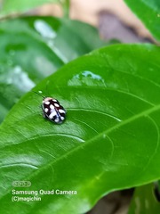 Alagoasa trifasciata