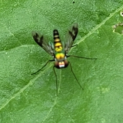 Condylostylus quadricolor