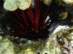 Heterocentrotus mamillatus