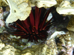 Heterocentrotus mamillatus
