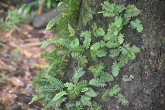 Pleopeltis polypodioides