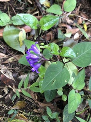 Coccocypselum lanceolatum