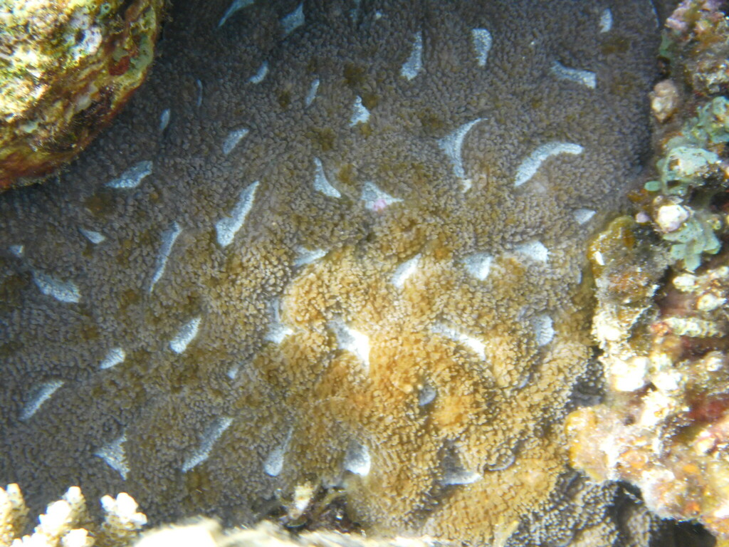 Lobophyllia erythraea