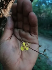 Trichocentrum brachyphyllum