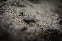 Myrmeleon formicarius