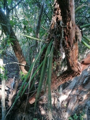 Trichocentrum brachyphyllum